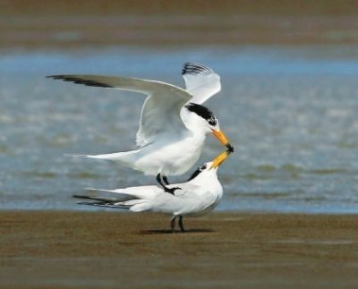 黑嘴端鳳頭燕鷗被譽為海峽兩岸“神鳥”