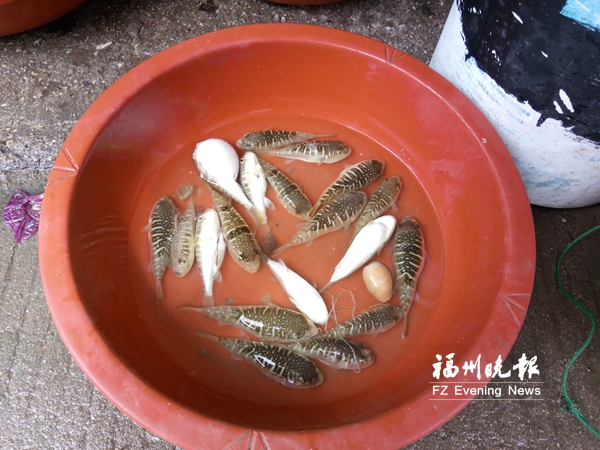 品種優(yōu)良卻未列入“解禁”名單　閩產河鲀遇尷尬