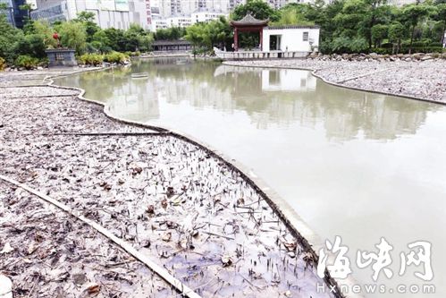 福州茶亭公園7年首次清塘 今日將閉園一天（圖）