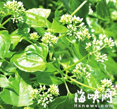 “植物殺手”薇甘菊入侵福道　今日將清理（圖）