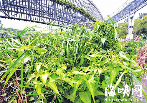 “植物殺手”薇甘菊入侵福道　今日將清理（圖）