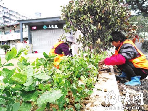 4萬株茉莉扮靚福州地鐵口周邊　明年6月迎來花期