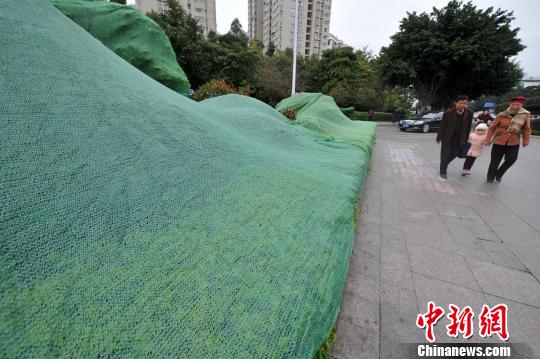 福州迎來大幅降溫天氣　植物穿上“冬裝”御寒