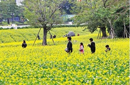 福州花海公園 90畝油菜花提前盛放 