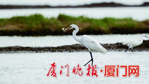 冬候鳥(niǎo)來(lái)廈“走親戚”　先頭部隊(duì)已陸續(xù)抵達(dá)廈門