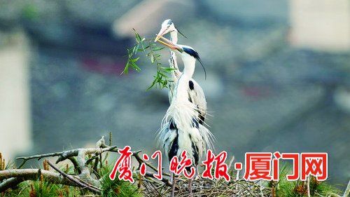 冬候鳥(niǎo)來(lái)廈“走親戚”　先頭部隊(duì)已陸續(xù)抵達(dá)廈門