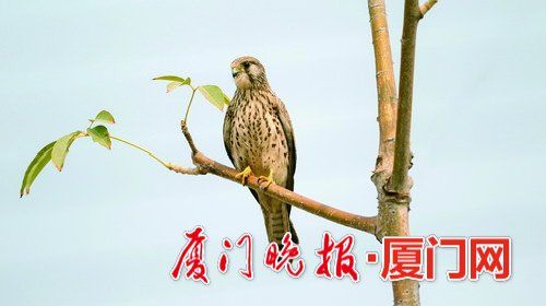 冬候鳥(niǎo)來(lái)廈“走親戚”　先頭部隊(duì)已陸續(xù)抵達(dá)廈門