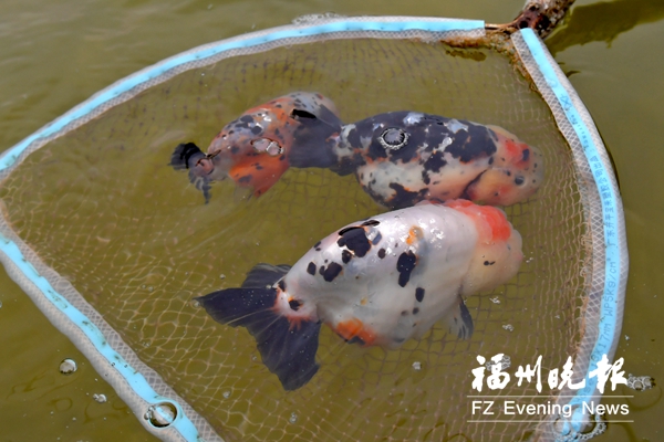 閩侯金魚練成“吸金大法”  幼魚期就能賣3萬多元