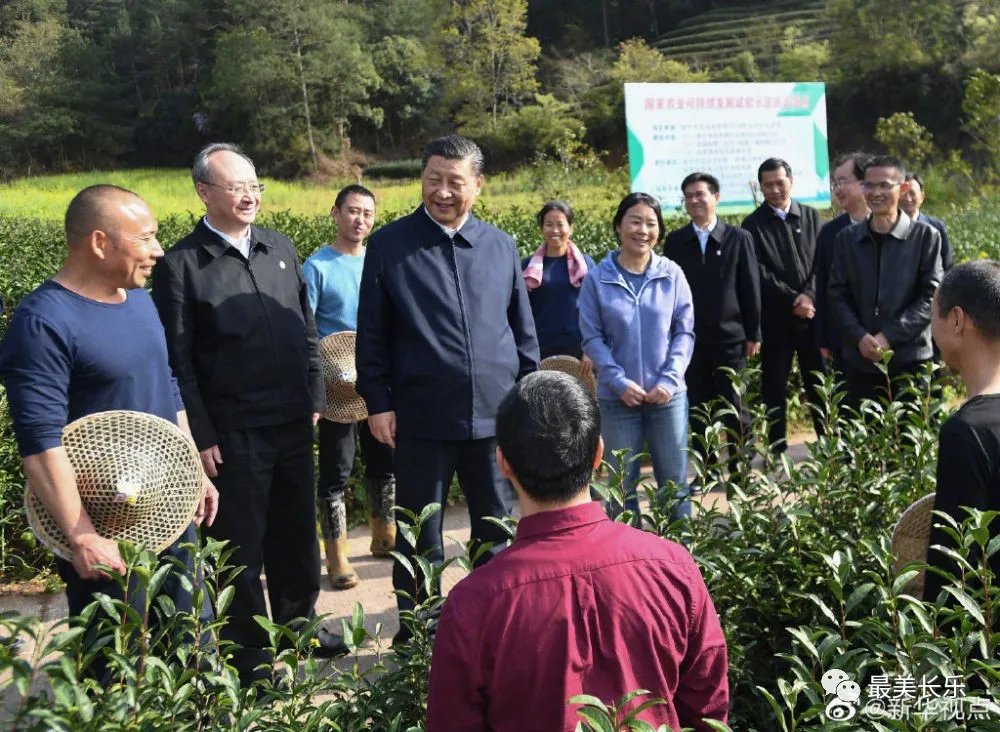 習(xí)近平與福建的“茶之緣”