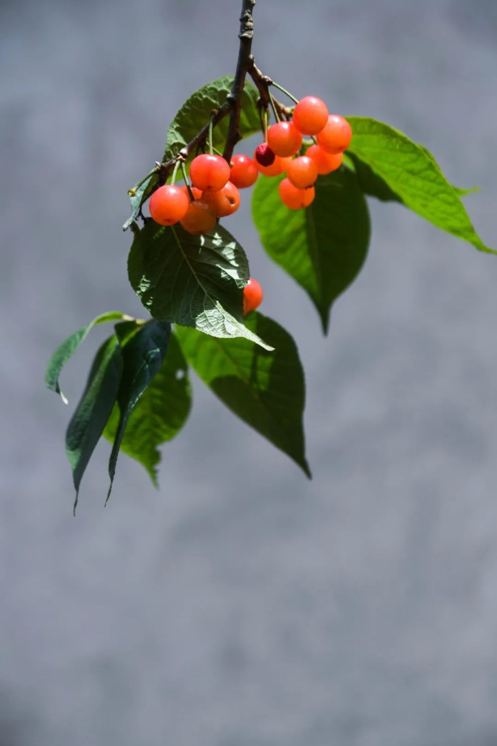 【網(wǎng)絡(luò)中國節(jié)?谷雨】谷雨：春日將盡，用詩句留住最后一抹春色