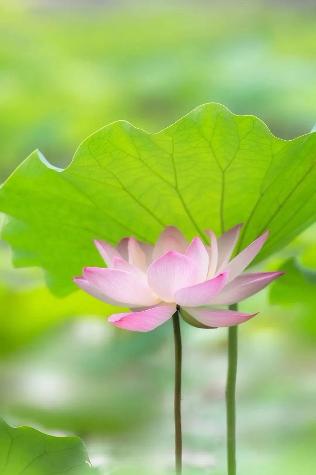 【網(wǎng)絡中國節(jié)?芒種】今日芒種