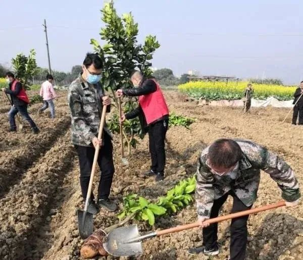 首占鎮(zhèn)：植樹(shù)不耽擱 防疫不松勁