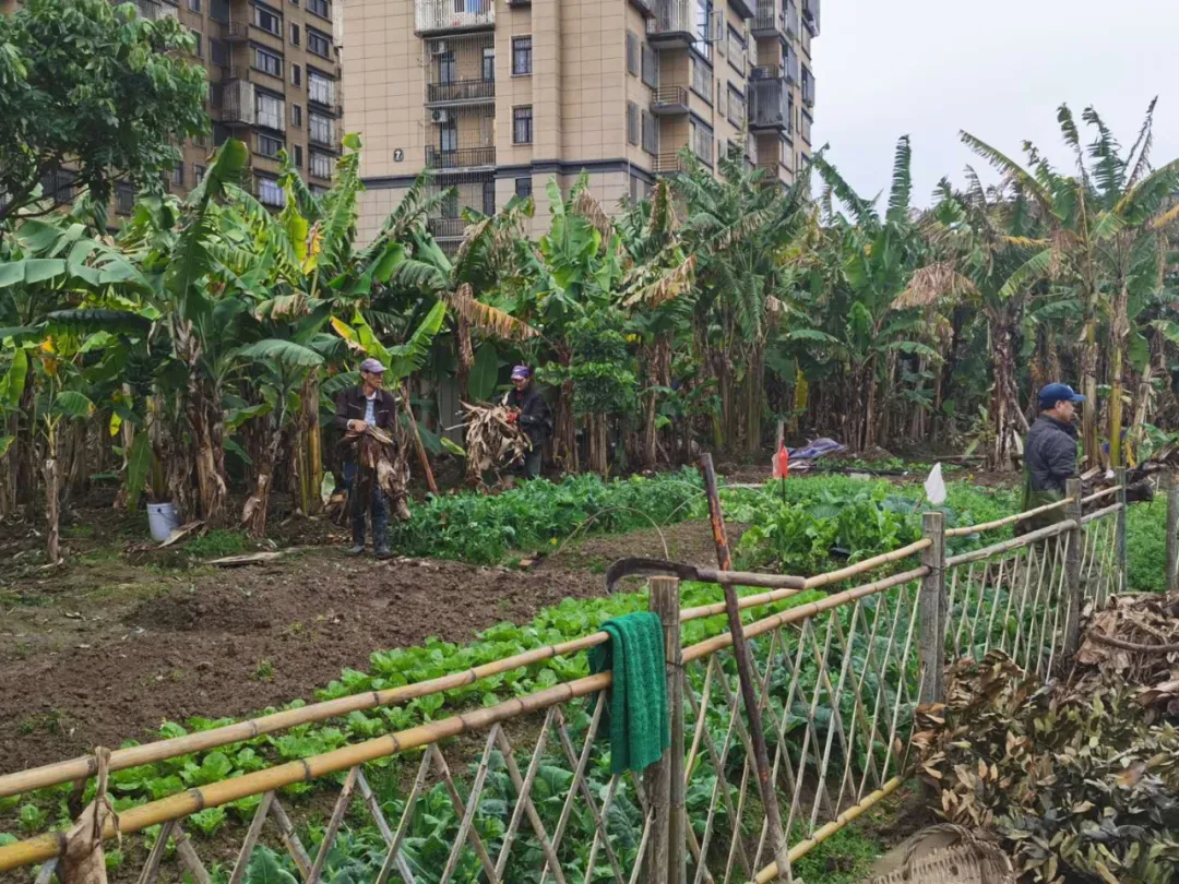 岐頭社區(qū)：喚醒百年古村落 留住鄉(xiāng)愁留住根