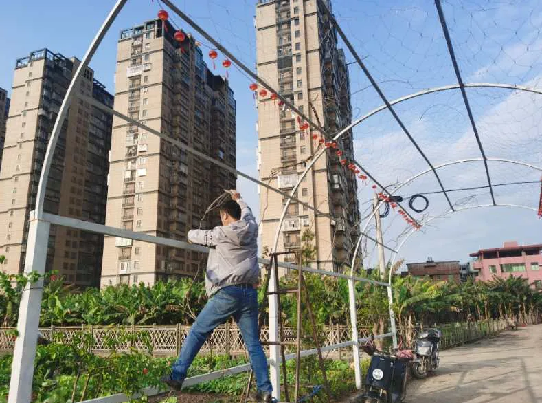 岐頭社區(qū)：喚醒百年古村落 留住鄉(xiāng)愁留住根