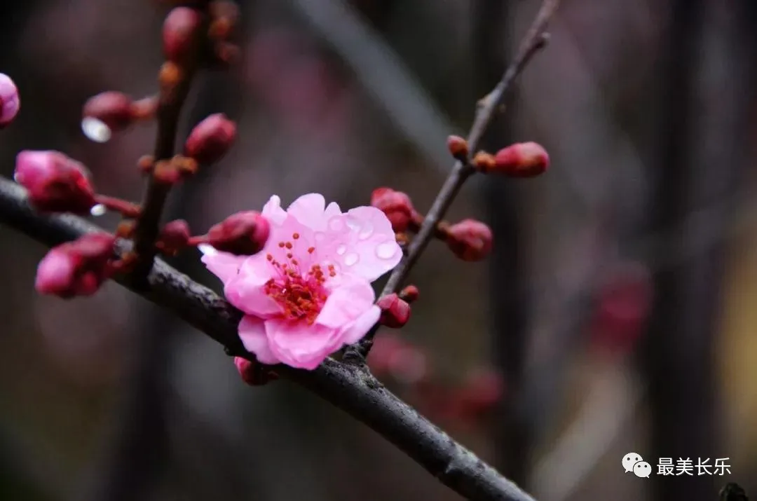 梅花鎮(zhèn)大力提升人居環(huán)境,，游客紛至沓來,！