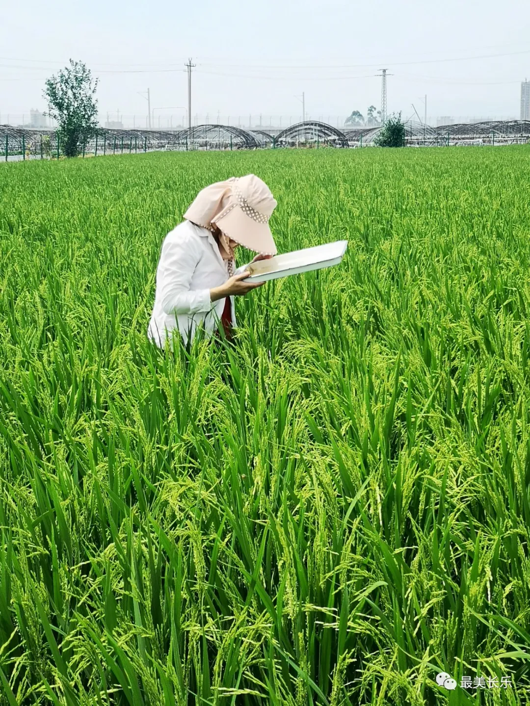 @農民朋友：當前要注意防治水稻病蟲害,！