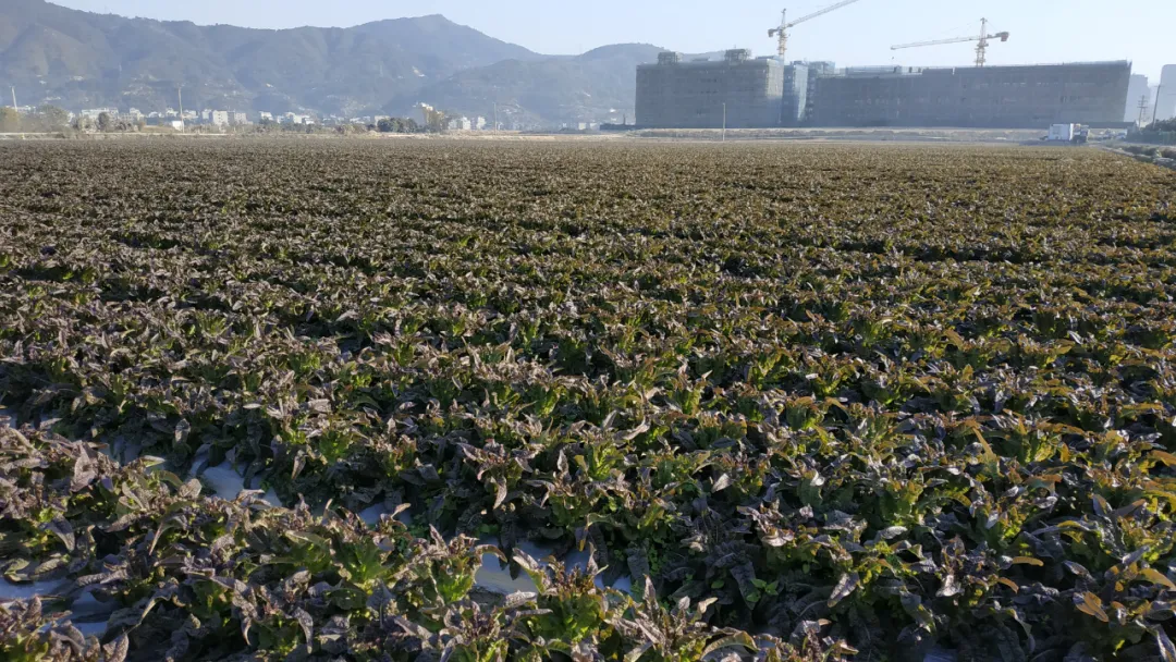 玉田鎮(zhèn)：今年萵筍種植面積超4000畝 收購價創(chuàng)近年新高