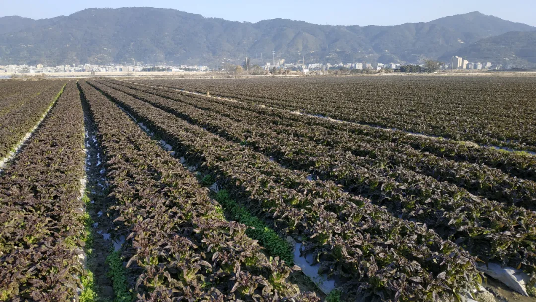 玉田鎮(zhèn)：今年萵筍種植面積超4000畝 收購價創(chuàng)近年新高