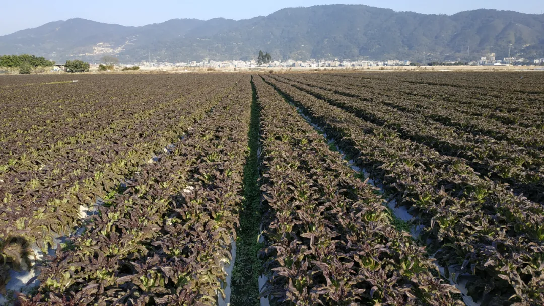 玉田鎮(zhèn)：今年萵筍種植面積超4000畝 收購價創(chuàng)近年新高