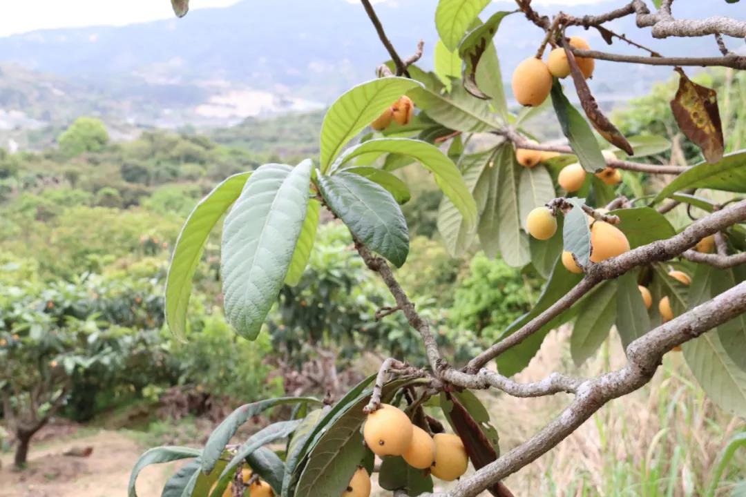 黃石枇杷：助力鄉(xiāng)村振興的“產(chǎn)業(yè)名片”