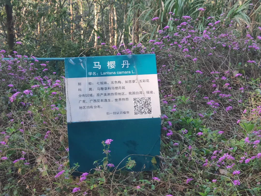 在長樂,，有一種幸福叫“去家門口的公園打卡”  