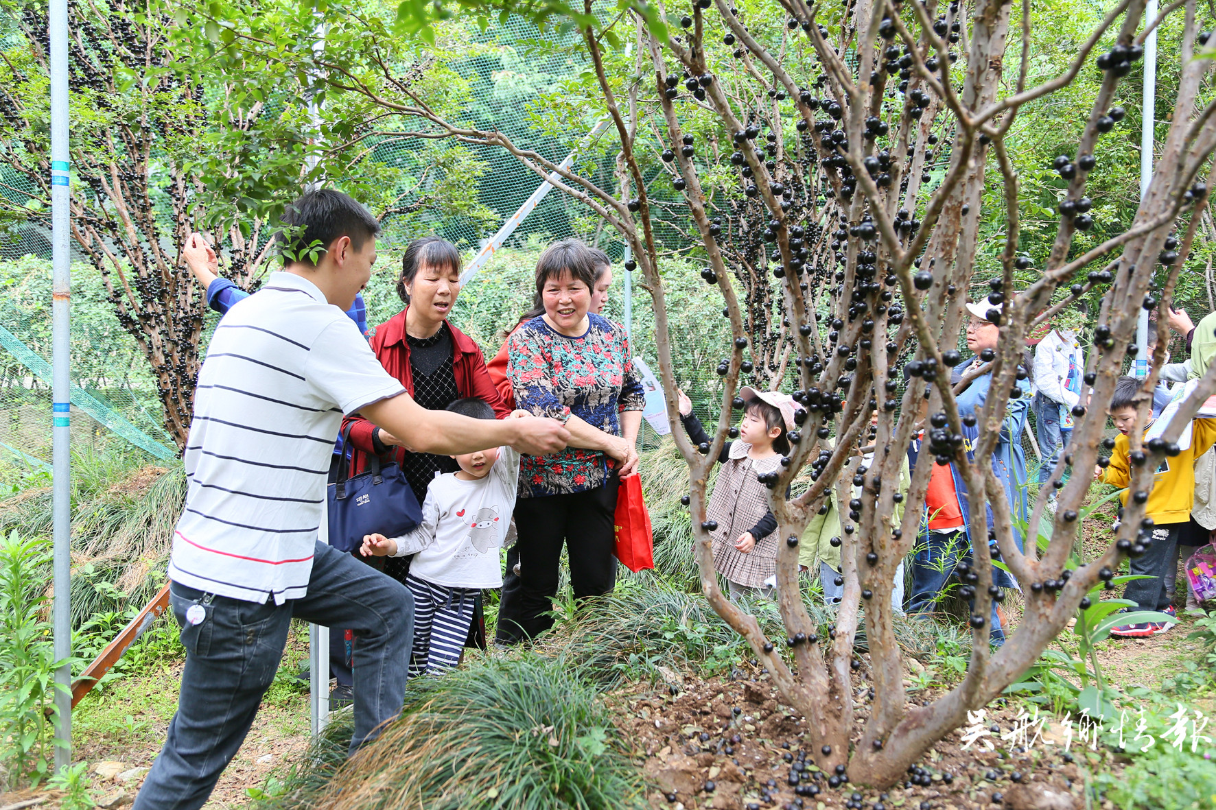 長安村舉辦鄉(xiāng)村振興旅游文化節(jié)暨首屆樹葡萄采摘,、攝影美食節(jié)