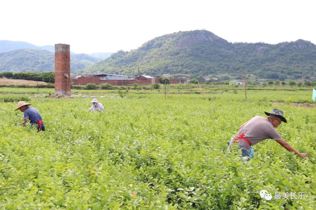 茉莉花種成“致富花”  羅聯(lián)鄉(xiāng)村民樂(lè)了