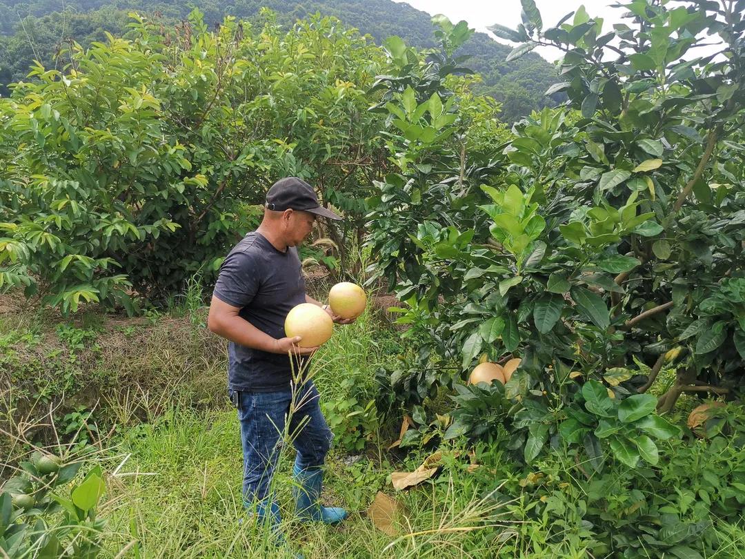 四季采摘熱 山村人氣旺 長樂江田鎮(zhèn)游溪村推廣水果種植促振興