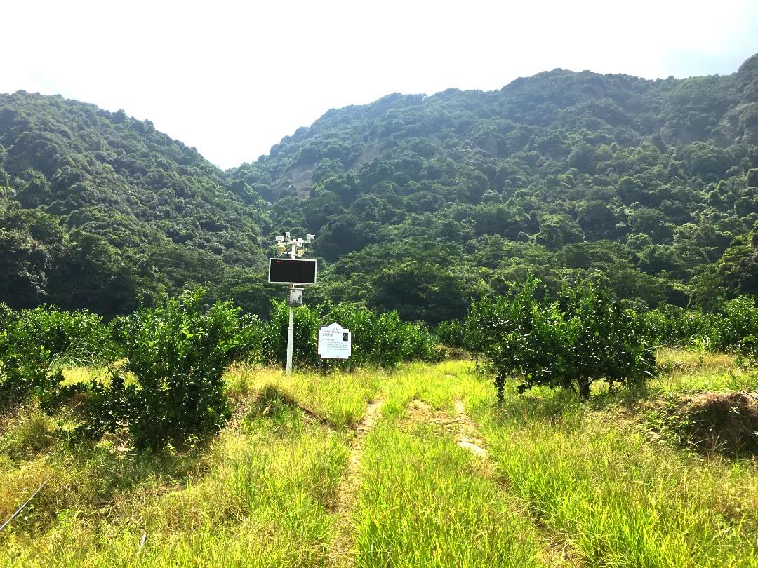 四季采摘熱 山村人氣旺 長樂江田鎮(zhèn)游溪村推廣水果種植促振興