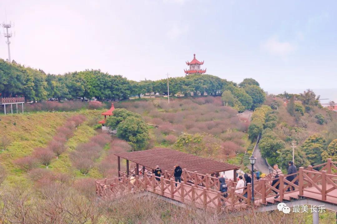 良辰“梅”景 暗香拂袖,，長樂這座古城漫山梅花已如約而至......