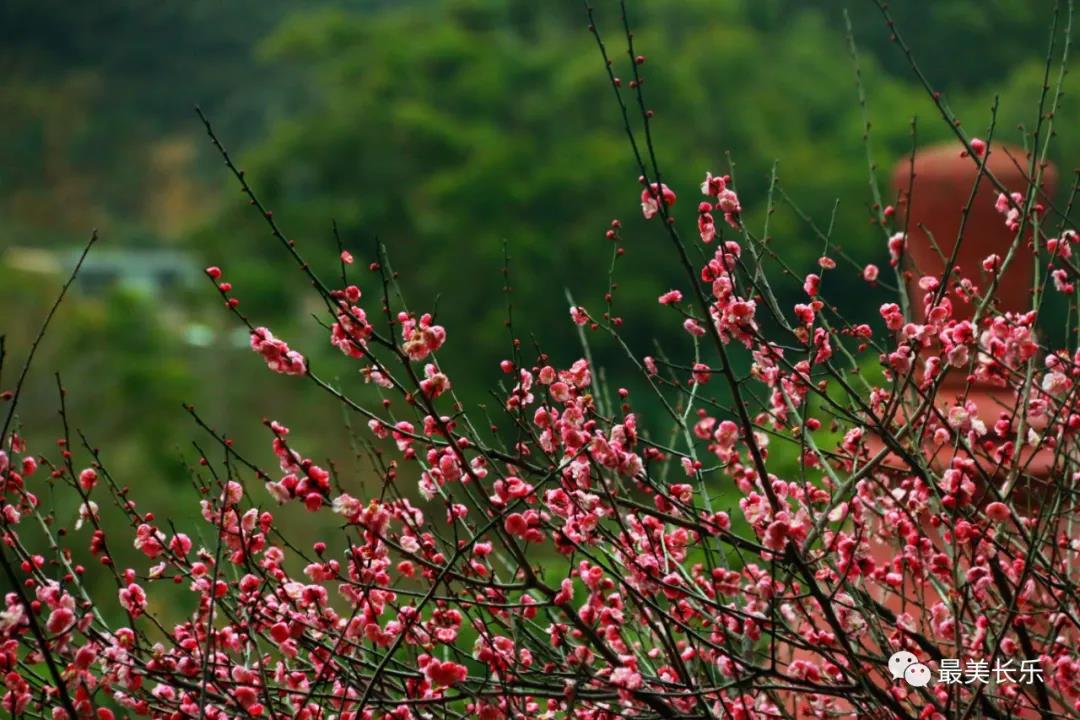 良辰“梅”景 暗香拂袖，長樂這座古城漫山梅花已如約而至......