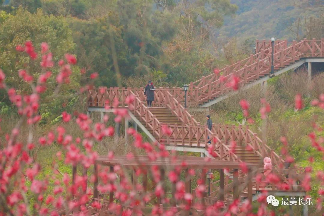 良辰“梅”景 暗香拂袖，長樂這座古城漫山梅花已如約而至......