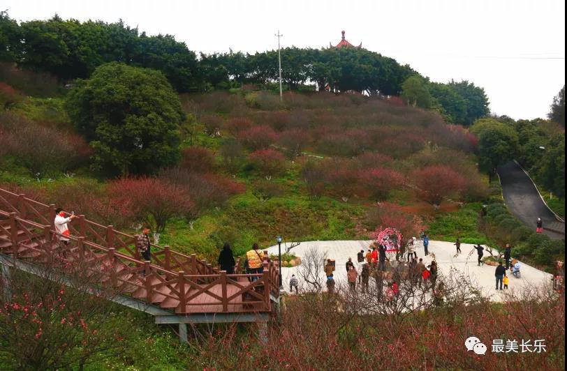 良辰“梅”景 暗香拂袖,，長樂這座古城漫山梅花已如約而至......