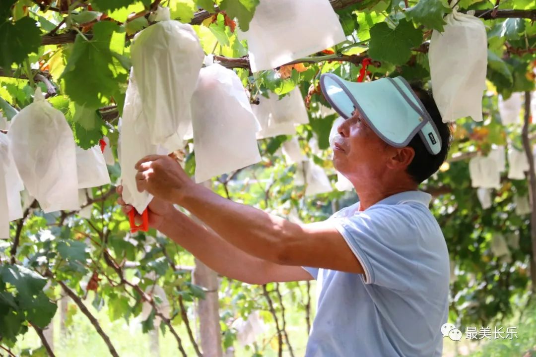 豐收綴滿藤！這里的“金”葡萄甜蜜來襲,！