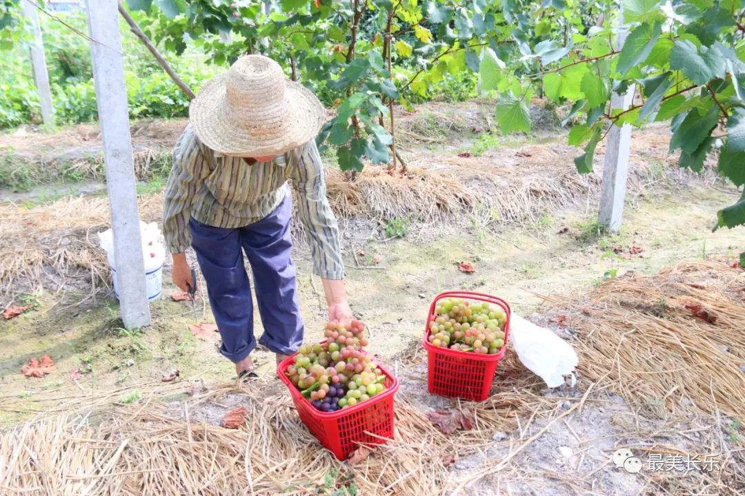 豐收綴滿藤,！這里的“金”葡萄甜蜜來襲！