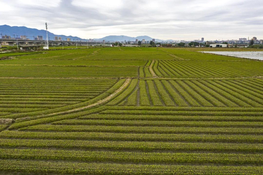 種出“薯”光,，這片地有“錢”景,！