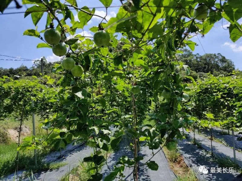 亮出底氣！長樂這個村這樣充實(shí)“里子”