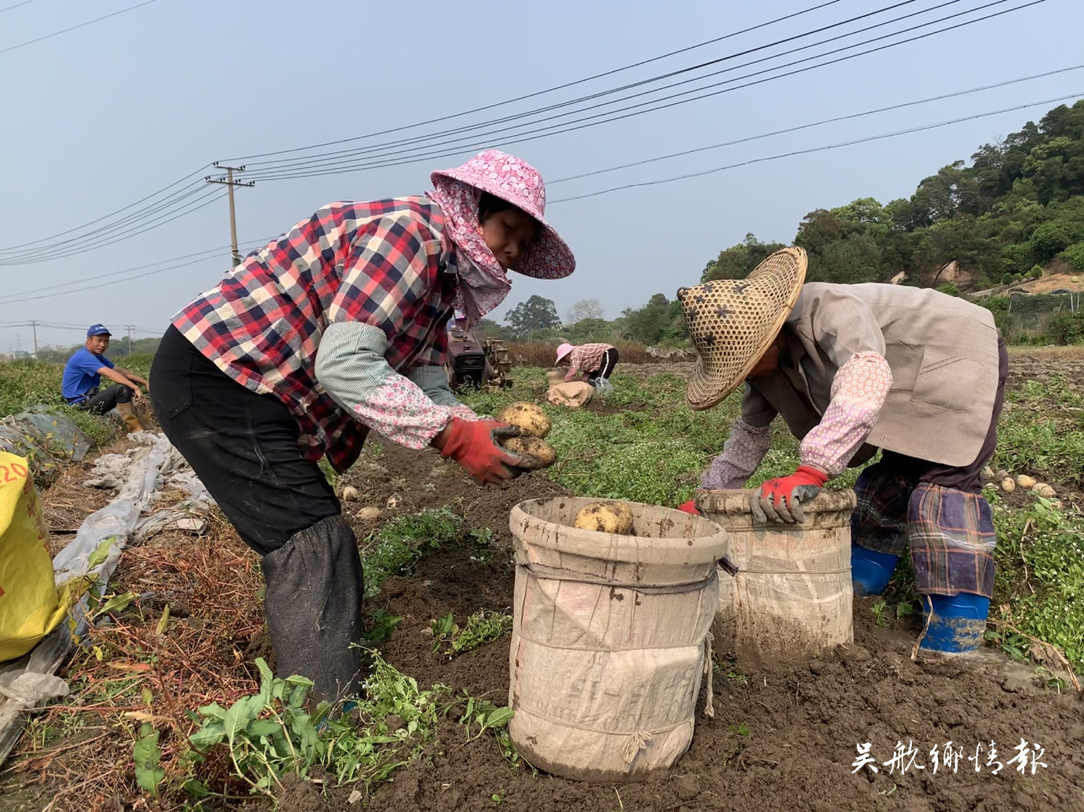 千畝馬鈴薯喜獲豐收 田間一派好“豐”景