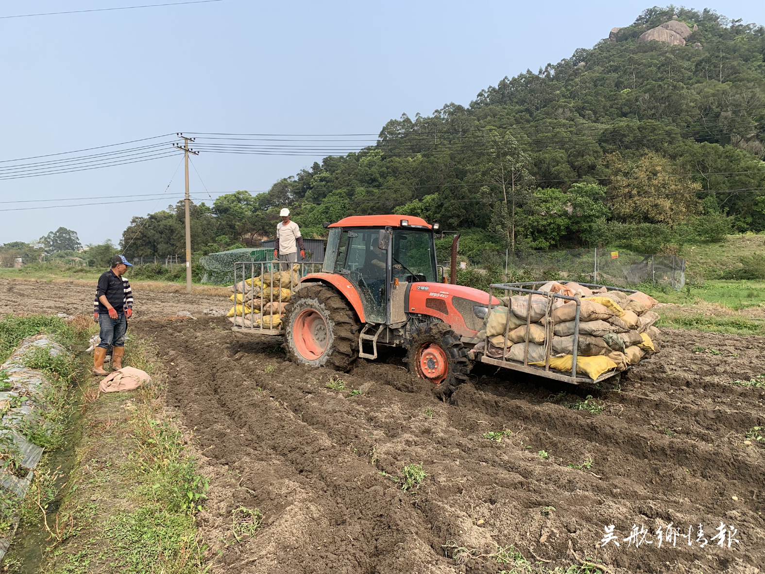 千畝馬鈴薯喜獲豐收 田間一派好“豐”景