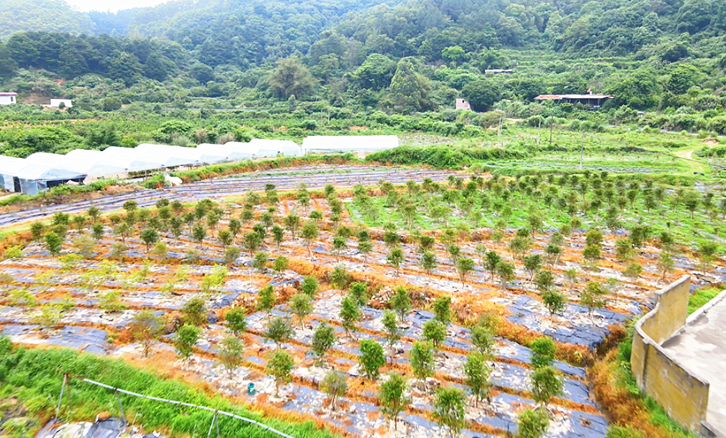 快來！水果界的“愛馬仕”可以在長樂這個村采摘啦～