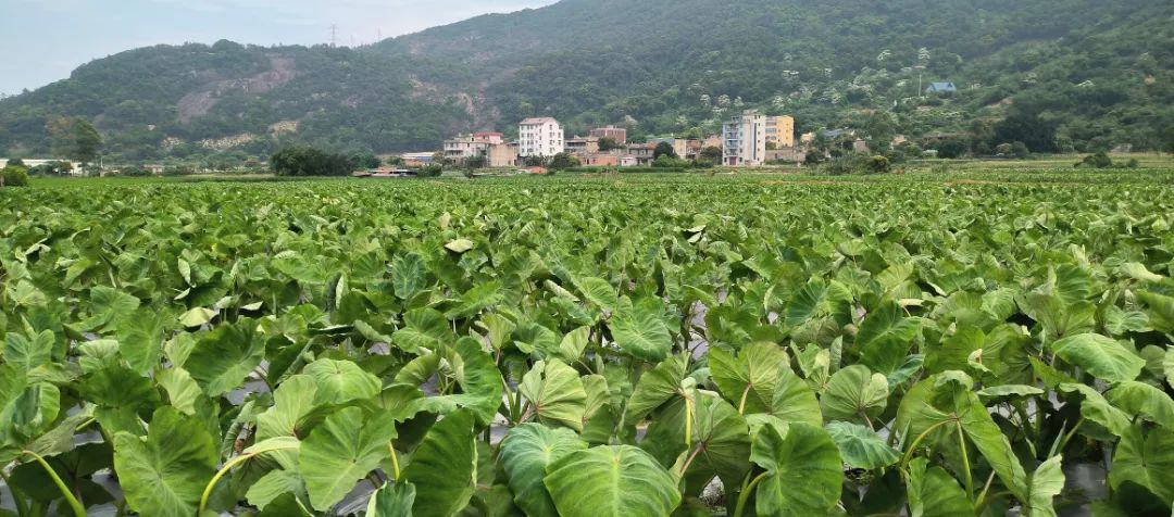 1個(gè)頂10個(gè)！田地這個(gè)“新幫手”,，太酷啦,！