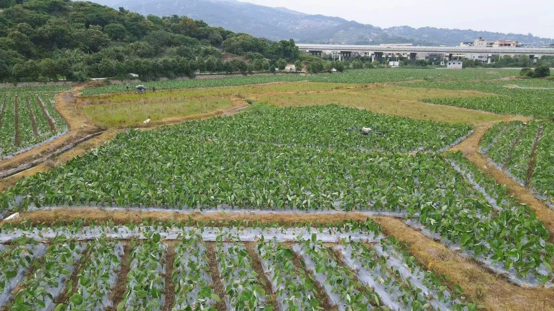 1個(gè)頂10個(gè),！田地這個(gè)“新幫手”，太酷啦,！