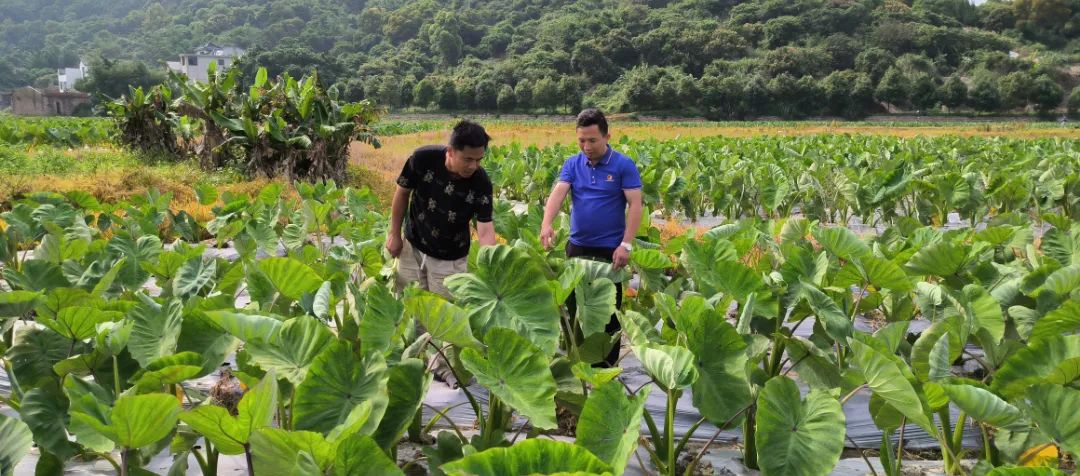 1個(gè)頂10個(gè)！田地這個(gè)“新幫手”,，太酷啦,！