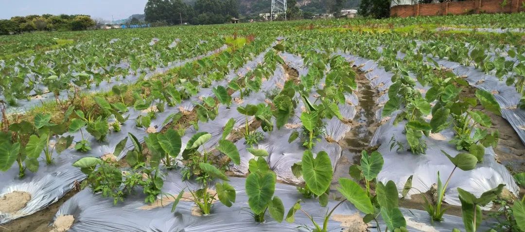 1個(gè)頂10個(gè),！田地這個(gè)“新幫手”,，太酷啦！