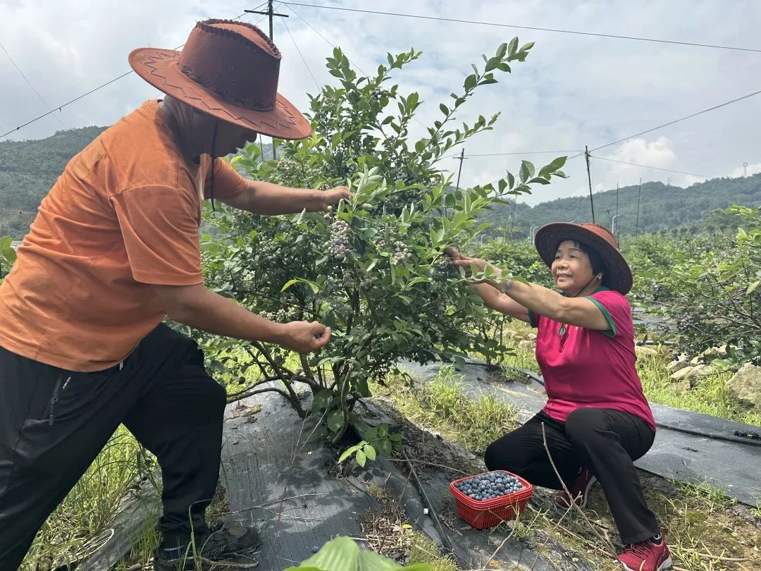 采摘走起,！長樂這里大片“漿果皇后”豐收,！