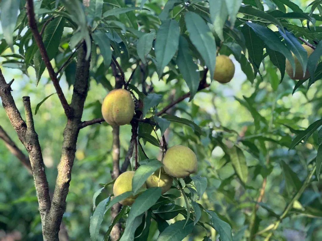 “桃”醉一夏,！長(zhǎng)樂這里水蜜桃爆單啦！