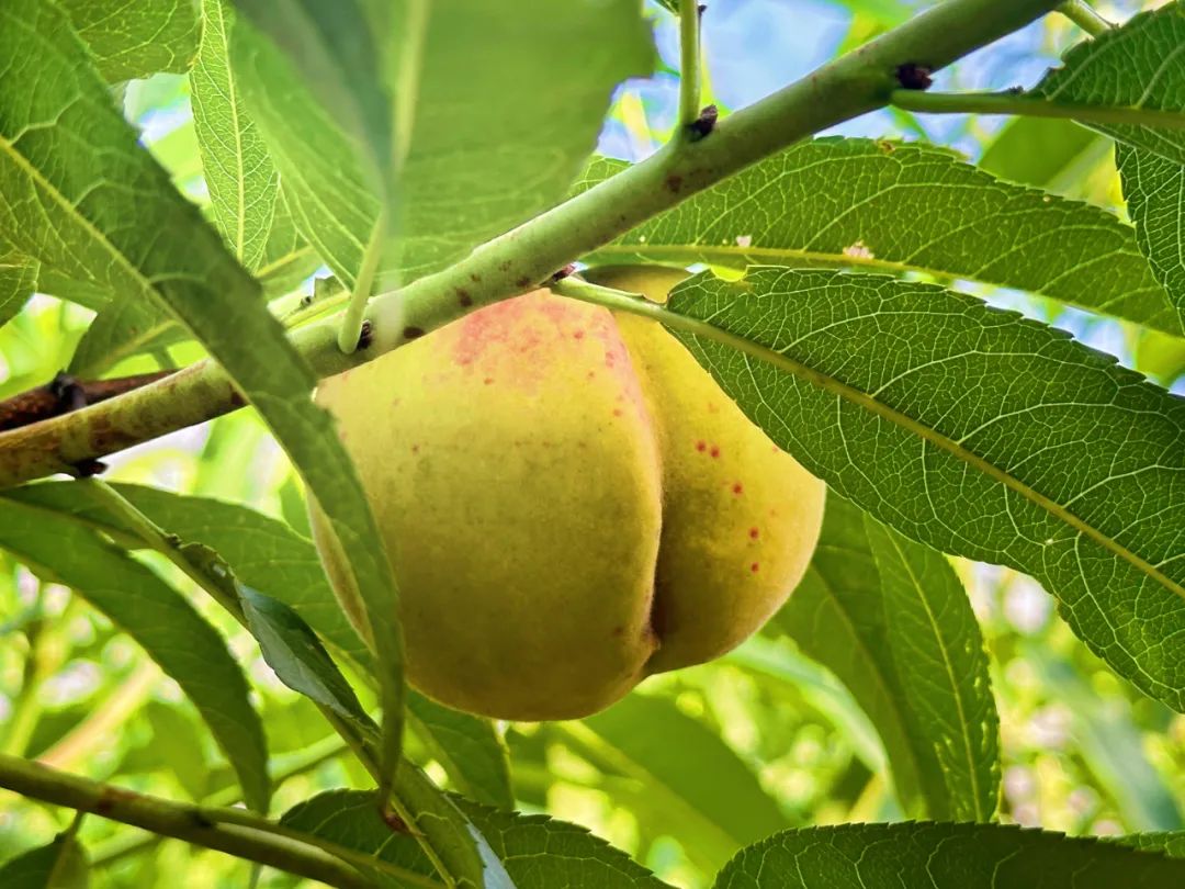 “桃”醉一夏！長(zhǎng)樂這里水蜜桃爆單啦,！