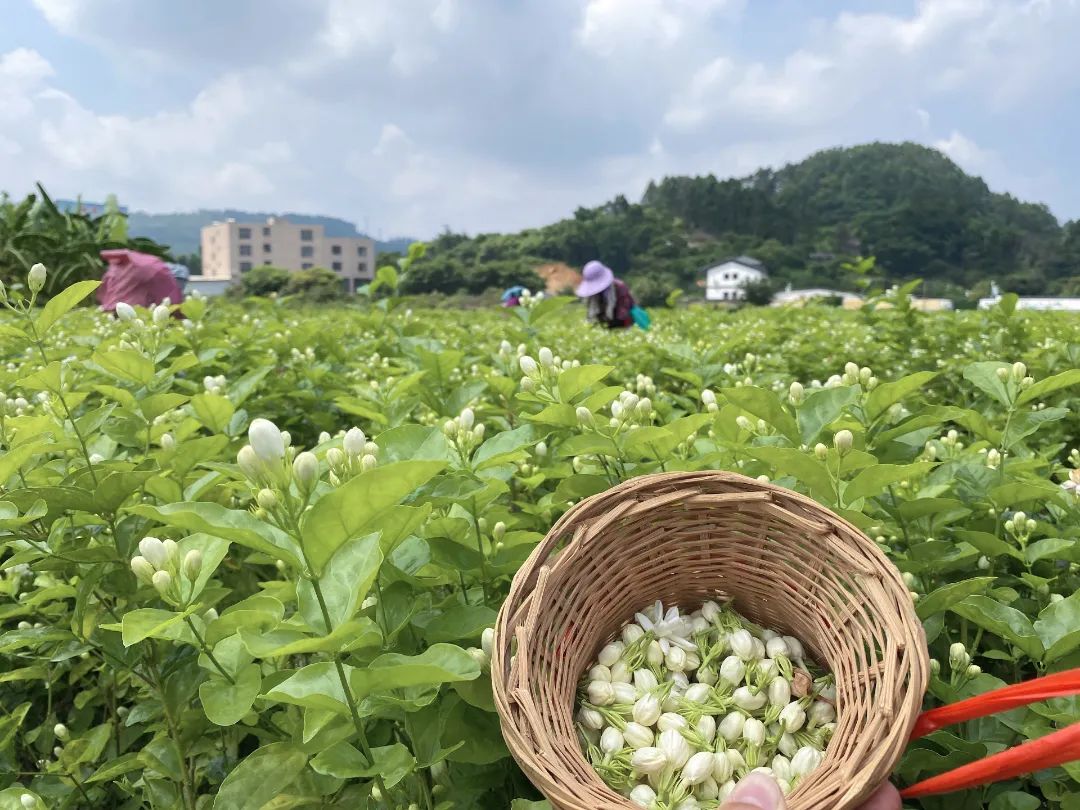 “香”承百年！看長樂這朵花是如何開出“真金白銀”的……