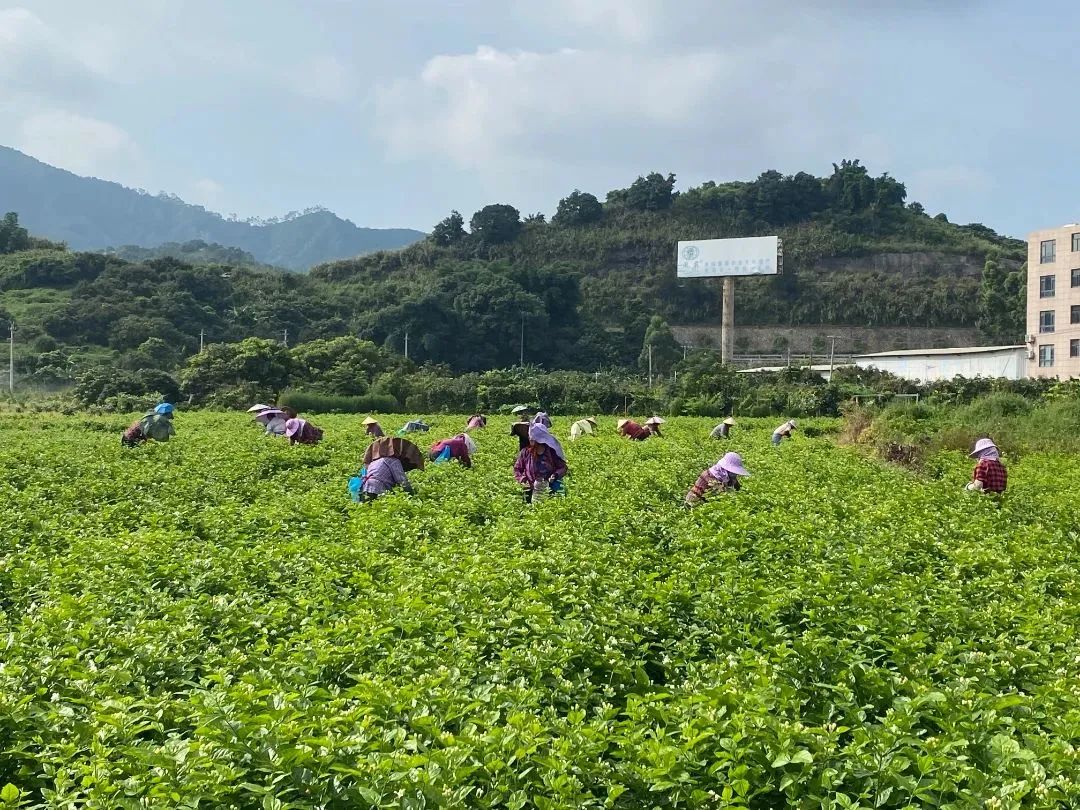 “香”承百年,！看長樂這朵花是如何開出“真金白銀”的……