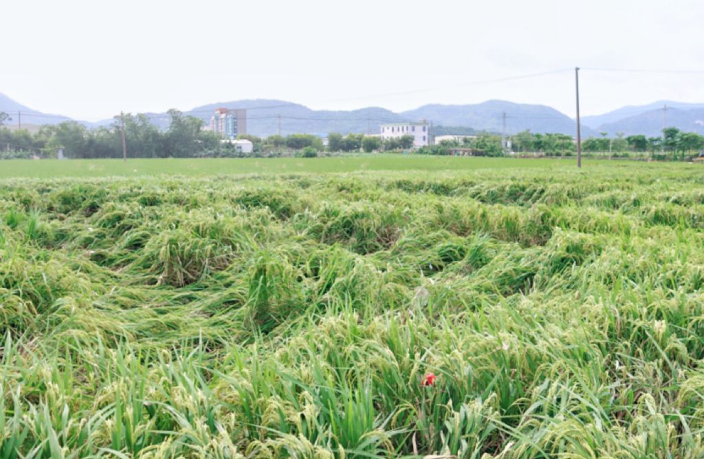 臺(tái)風(fēng)過境,，長樂農(nóng)戶收下“定心丸”→